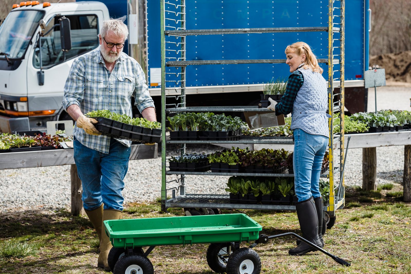 Hände sortieren frisches Bio-Gemüse in eine Lieferkiste